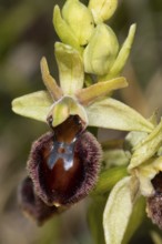 Fly orchid open brown flower, Lake Neusiedl, Burgenland, Austria