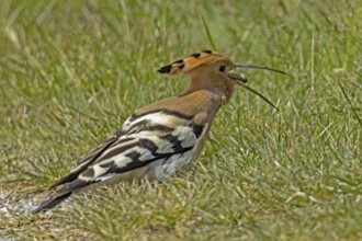 Hoopoe with food in open beak standing in green meadow looking right, Lake Neusiedl, Burgenland,