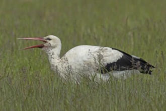 White stork with open beak standing in green meadow looking left, Lake Neusiedl, Burgenland,