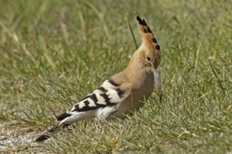 Hoopoe standing in a green meadow looking down to the right, Lake Neusiedl, Burgenland, Austria