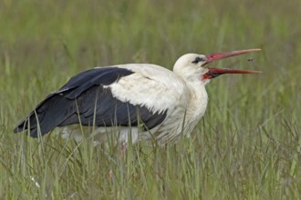 White stork with food in open beak standing in green meadow looking right, Lake Neusiedl,