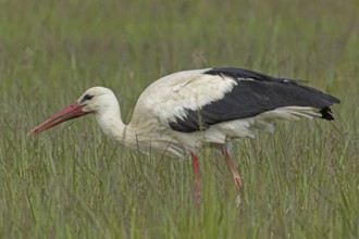 White stork standing in green meadow looking left, Lake Neusiedl, Burgenland, Austria