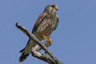 Kestrel male sitting on branch looking right in front of blue sky, Lake Neusiedl, Burgenland,