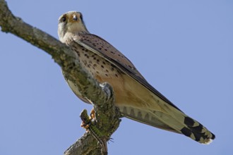 Male Common Kestrel sitting on branch looking left in front of blue sky, Lake Neusiedl, Burgenland,