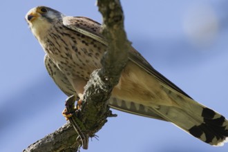 Kestrel male holding sand lizard in catch sitting on branch looking left in front of blue sky, Lake