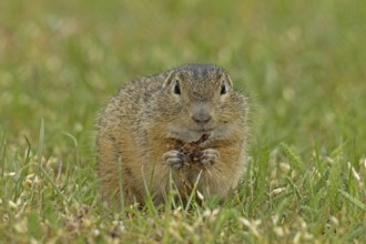 Squirrel holding grass in hands standing in green meadow looking from the front, Lake Neusiedl,