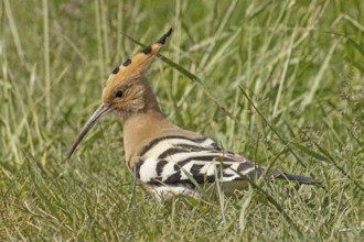 Hoopoe standing in green meadow looking left, Lake Neusiedl, Burgenland, Austria