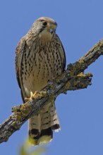 Male Common Kestrel sitting on a branch looking from the front in front of a blue sky, Lake