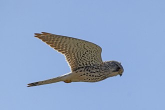 Kestrel male with open wings flying right looking in front of blue sky, Lake Neusiedl, Burgenland,