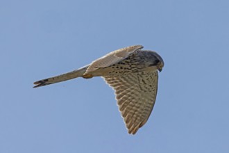 Kestrel male with open wings flying right looking in front of blue sky, Lake Neusiedl, Burgenland,