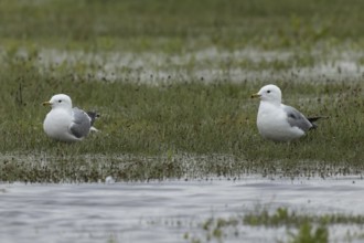 Mew Gull two birds standing next to each other in marshy meadow looking left, Lake Neusiedl,