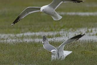 Mew Gull two birds with open wings sitting in marshy meadow and flying on the left, Lake Neusiedl,