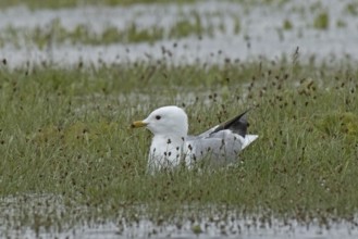 Mew Gull sitting in marsh meadow looking left, Lake Neusiedl, Burgenland, Austria