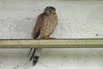 Male Common Kestrel sitting on metal pole looking right in front of white wall, Lake Neusiedl,
