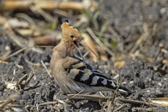 Hoopoe with open beak standing in field looking back to the right, Lake Neusiedl, Burgenland,