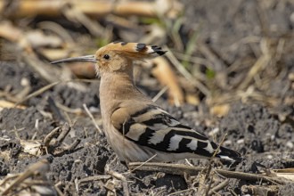 Hoopoe standing in field looking left, Lake Neusiedl, Burgenland, Austria