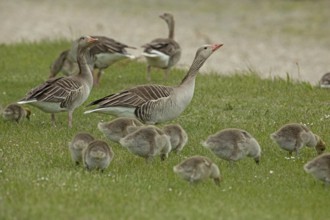 Greylag goose adults with young birds standing in a green meadow and feeding, Lake Neusiedl,