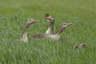 Greylag goose three adults with young birds standing in a green meadow, Lake Neusiedl, Burgenland,