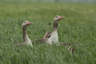 Greylag goose three adults with young birds standing in a green meadow, Lake Neusiedl, Burgenland,