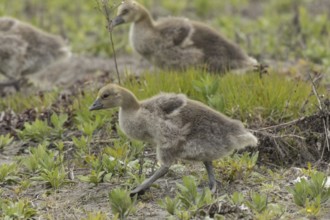 Greylag goose two young birds standing on top of each other in a green meadow on the left, Lake