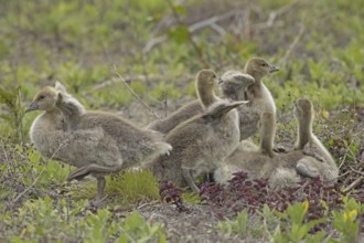 Greylag goose some young birds standing in a green meadow, Lake Neusiedl, Burgenland, Austria