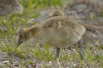 Greylag goose two young birds standing in green meadow looking left, Lake Neusiedl, Burgenland,