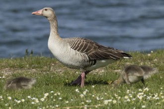 Greylag goose adult bird with two young birds standing in a green meadow and feeding, looking left