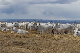 Hungarian grey cattle many animals standing on straw next to each other looking different in front