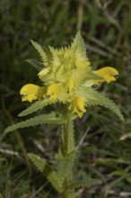 Narrow-leaved rattle inflorescence with green leaves and open yellow flowers, Lake Neusiedl,