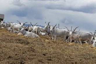 Hungarian grey cattle many animals standing on straw next to each other looking different in front