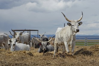 Hungarian grey cattle some animals standing on straw next to each other looking different in front