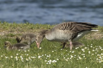 Greylag goose adult bird with two young birds standing and sitting in green meadow feeding left