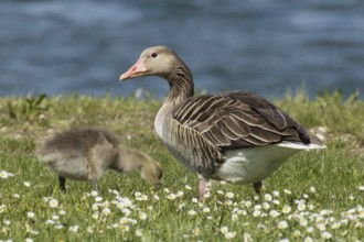 Greylag goose adult and young bird standing and feeding in a green meadow with white flowers in