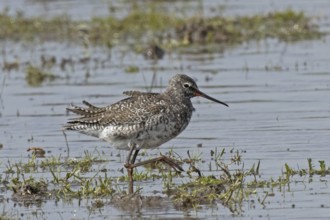 Spotted Redshank walking in water looking right, Lake Neusiedl, Burgenland, Austria
