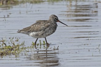 Spotted Redshank walking in water looking right, Lake Neusiedl, Burgenland, Austria