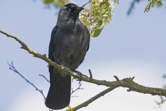 Jackdaw sitting on branch looking from the front right in front of blue sky, Lake Neusiedl,