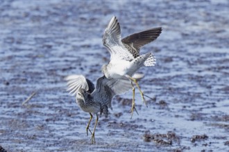 Wood Sandpiper two birds with open wings jumping up to each other in water during courtship, Lake