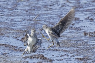 Wood Sandpiper two birds with open wings jumping up to each other in water during courtship, Lake