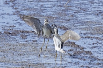 Wood Sandpiper two birds with open wings jumping up to each other in water during courtship, Lake