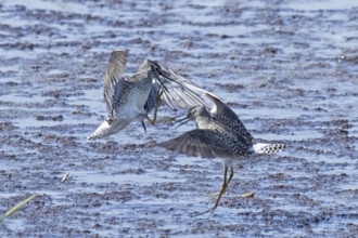 Wood Sandpiper two birds with open beak and open wings jumping up to each other in water during