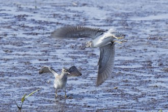Wood Sandpiper two birds with open wings jumping up to each other in water during courtship, Lake