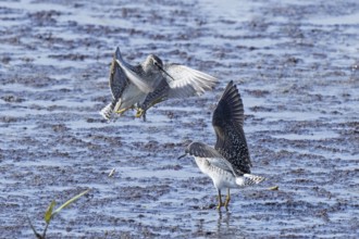 Wood Sandpiper two birds with open beak and open wings jumping up to each other in water during