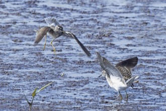 Wood Sandpiper two birds with open wings jumping up to each other in water during courtship, Lake
