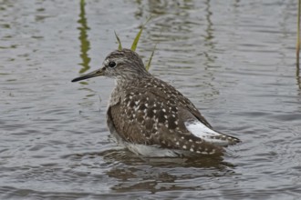 Wood Sandpiper standing in water looking left, Lake Neusiedl, Burgenland, Austria