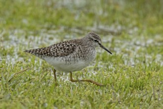 Wood Sandpiper walking in wetland area looking right, Lake Neusiedl, Burgenland, Austria