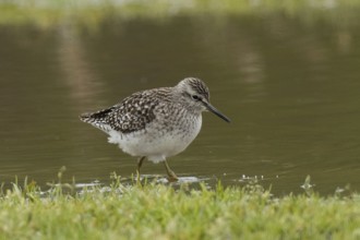 Wood Sandpiper standing in water looking right, Lake Neusiedl, Burgenland, Austria