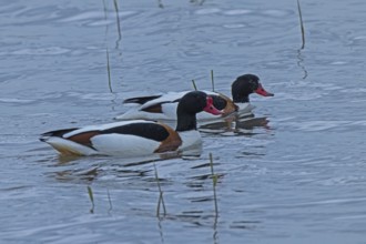Common Shelduck two birds swimming side by side in water looking right, Lake Neusiedl, Burgenland,