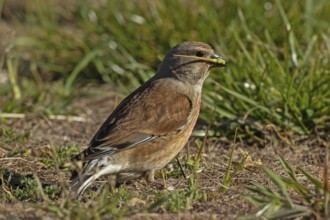 Linnet with food in beak standing in green grass looking right, Lake Neusiedl, Burgenland, Austria