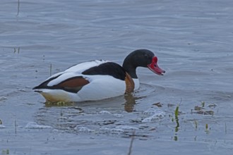 Common Shelduck with open beak swimming in water looking right, Lake Neusiedl, Burgenland, Austria