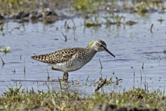 Wood Sandpiper standing in water looking right, Lake Neusiedl, Burgenland, Austria